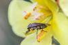 Stomorhina lunata